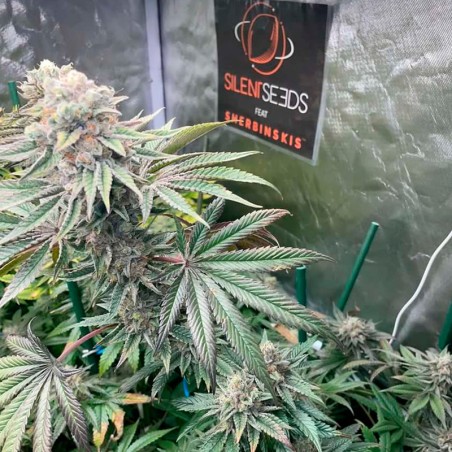 Semi di cannabis Pink Sunset