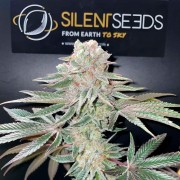 Semi di cannabis Pink Sunset