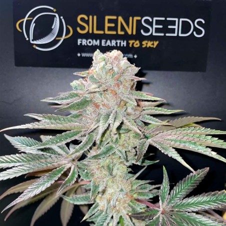 Semi di cannabis Pink Sunset