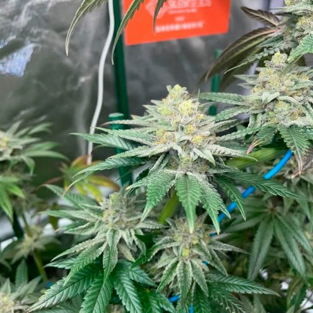 Semi di cannabis Pink Sunset