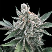 Semi di cannabis Polar Gelato