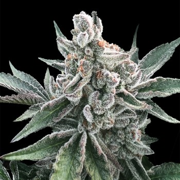 Semi di cannabis Polar Gelato
