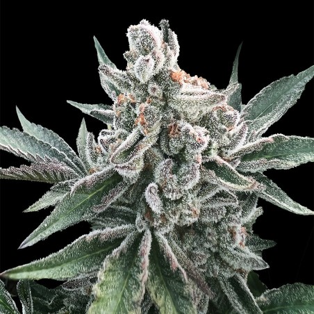 Semi di cannabis Polar Gelato