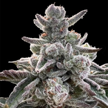 Semi Polar Gelato vegetale