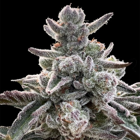 Semi Polar Gelato vegetale