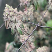 Semi Polar Gelato vegetale