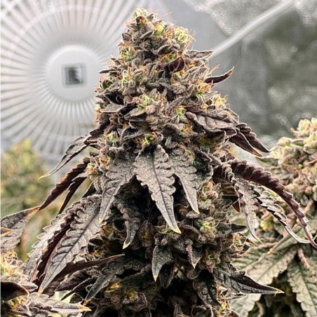Semi Polar Gelato vegetale