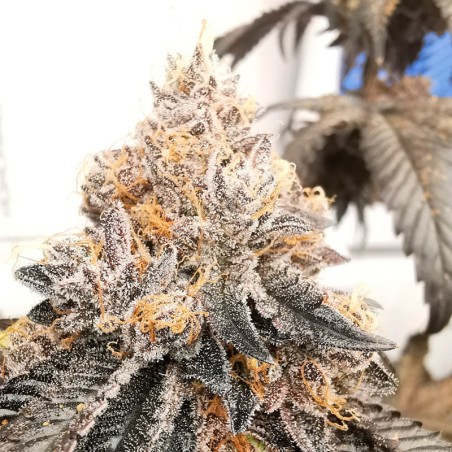 Semi Polar Gelato vegetale