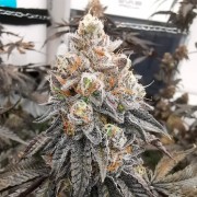 Semi Polar Gelato vegetale