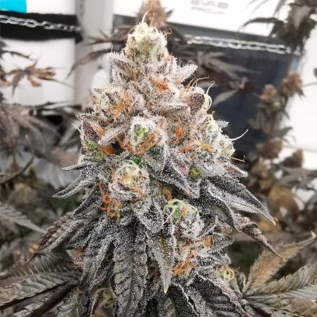 Semi Polar Gelato vegetale