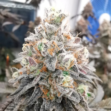 Semi Polar Gelato vegetale