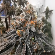 Semi Polar Gelato vegetale