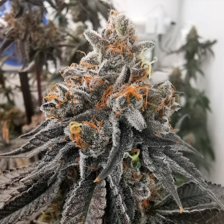 Semi Polar Gelato vegetale