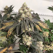 Semi Polar Gelato vegetale