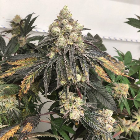 Semi Polar Gelato vegetale
