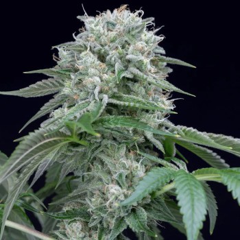 Semi Starfire OG OG