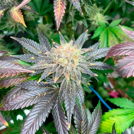 Semi Starfire OG OG