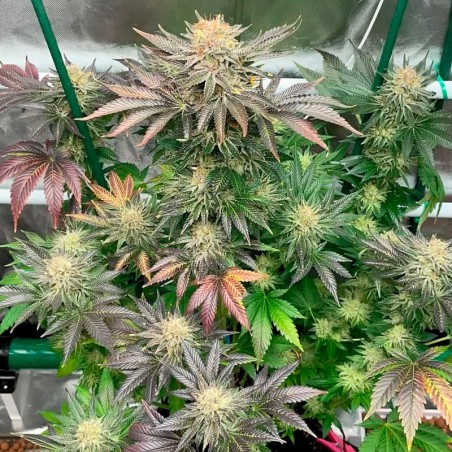Semi Starfire OG OG