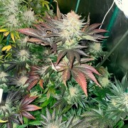 Semi Starfire OG OG