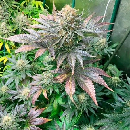 Semi Starfire OG OG