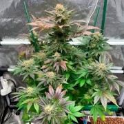 Semi Starfire OG OG