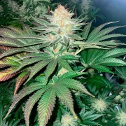 Semi Starfire OG OG
