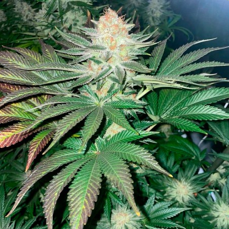 Semi Starfire OG OG