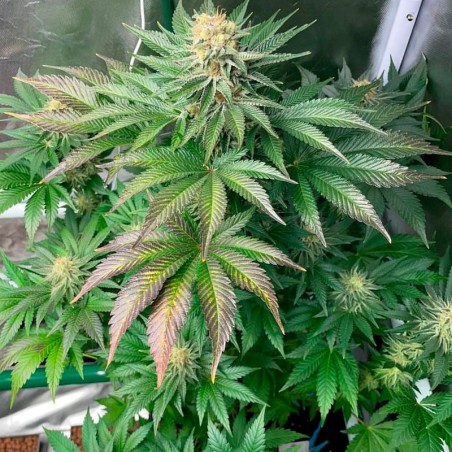 Semi Starfire OG OG