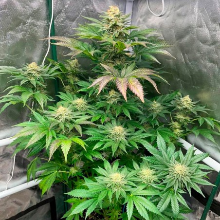 Semi Starfire OG OG