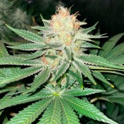 Semi Starfire OG OG