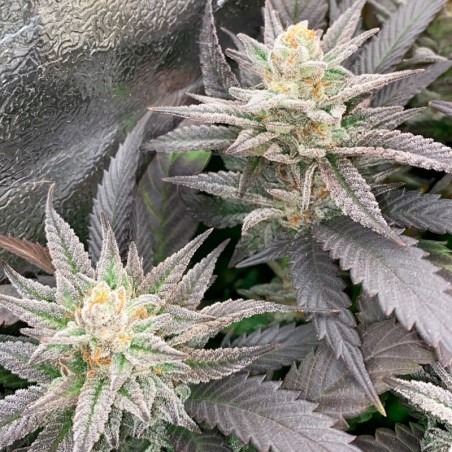 Semi Starfire OG OG
