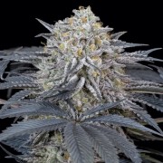 Semi di cannabis femminizzati di alta qualità a predominanza Indica