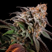 Semi di cannabis femminizzati di alta qualità a predominanza Indica