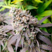 Semi di cannabis femminizzati di alta qualità a predominanza Indica