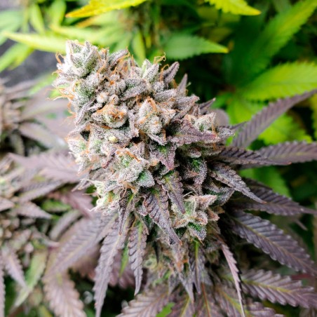 Semi di cannabis femminizzati di alta qualità a predominanza Indica