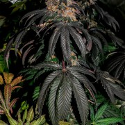 Semi di cannabis femminizzati di alta qualità a predominanza Indica