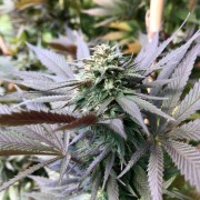 Semi di cannabis femminizzati di alta qualità a predominanza Indica