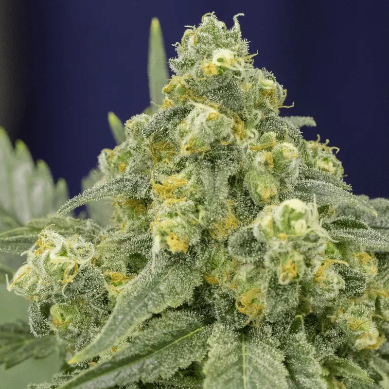 White Widow - 3 semi