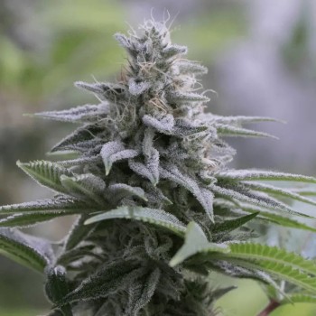 Semi di cannabis femminizzati di alta qualità a predominanza Indica