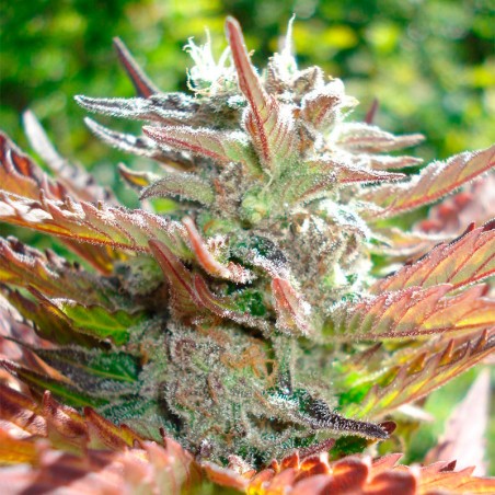 Semi di cannabis femminizzati di alta qualità a predominanza Indica