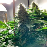 Semi di cannabis femminizzati di alta qualità a predominanza Sativa