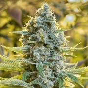 Semi di cannabis femminizzati di alta qualità a predominanza Sativa
