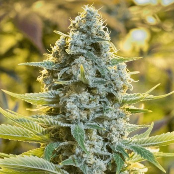 Semi di cannabis femminizzati di alta qualità a predominanza Sativa
