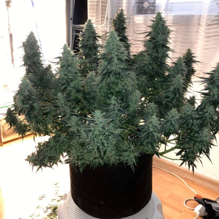 Semi di cannabis femminizzati di alta qualità a predominanza Sativa