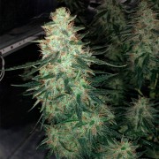 Semi di cannabis femminizzati di alta qualità a predominanza Sativa
