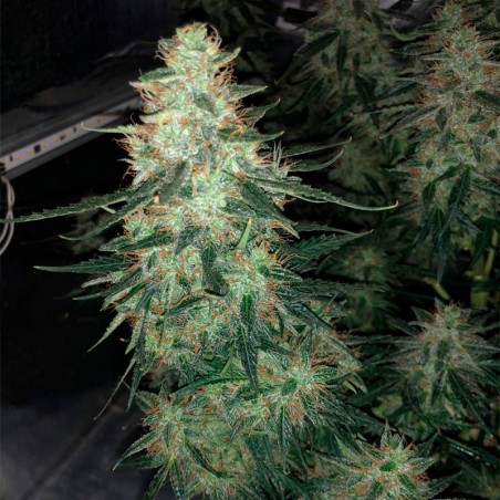 Semi di cannabis femminizzati di alta qualità a predominanza Sativa