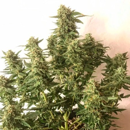 Semi di cannabis automatici femminizzati di alta qualità a predominanza Sativa