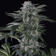 Semi di cannabis automatici femminizzati di alta qualità a predominanza Sativa