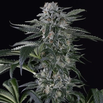Semi di cannabis automatici femminizzati di alta qualità a predominanza Sativa