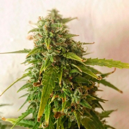 Semi di cannabis automatici femminizzati di alta qualità a predominanza Sativa